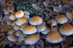 2006-11-26 024NKBu